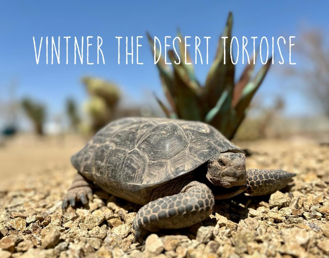 Tarantula Ranch Campground & Vineyard Near Death Valley National Park Amargosa Valley Buitenkant foto